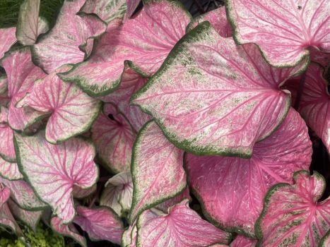 Pink Beauty Caladiums in 3.5" Pots